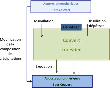 Figure  1.  3.  Interaction  des  apports  atmosphériques  avec  le  couvert  forestier  et  modification  de  leur  composition 