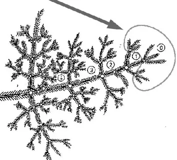 Figure  2.  10.  Age  des  aiguilles  sur  une  branche  de  sapin  0  =  branches  de  l’année,  1=  1  an…(UN-ECE,  2007) 