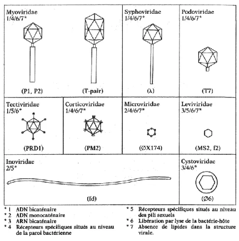 Tableau I.3.    Classification et caractéristiques des principaux groupes de bactériophages  rencontrés dans le milieu hydrique [10]