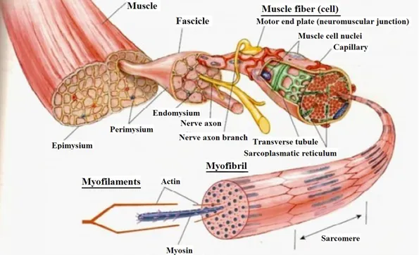 Figure 2.1: Muscle tissue structure.