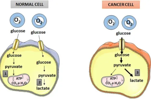 Figure 2-5 Comparaison des mécanismes de glycolyse entre cellule saine et cancéreuse 88 