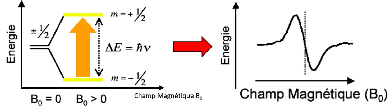 Figure 4-3 Effet Zeeman. L'énergie de l'électron dépend du champ magnétique. 