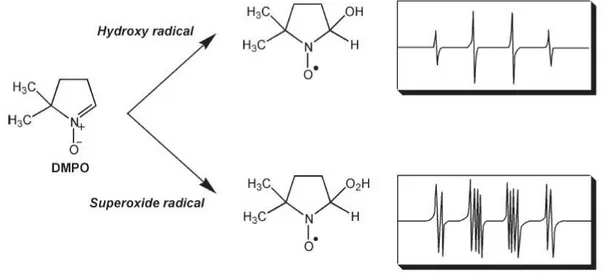 Figure 4-8 Structure moléculaire du DMPO et spectre RPE des adduits formés avec le radical hydroxyle et l'anion superoxyde  (tiré de Dojindo Molecular Technologies, Inc.)