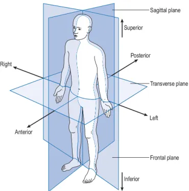 Figure 1.2: Anatomical posture, from [Whittle 2007]. • The head is superior