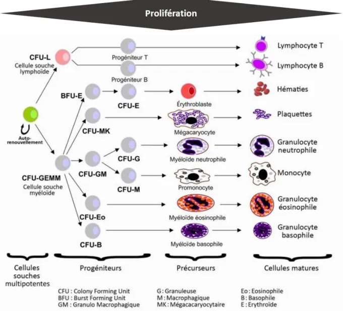 Figure 2 Hématopoïèse : cascade de différenciations de la cellule souche hématopoïétique