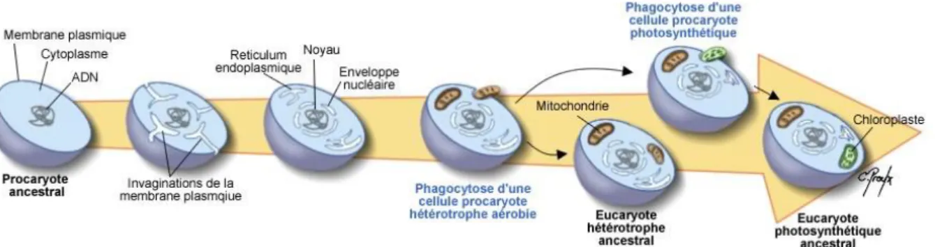 Figure 12 Evolution conjointe de la mitochondrie et de la cellule eucaryote. 