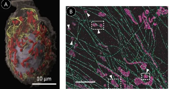 Figure  16  A :  image  d'une  cellule  entière  générée  par  IA-SEM  (pour  « ion-abrasion  scanning  electron  microscopy »)