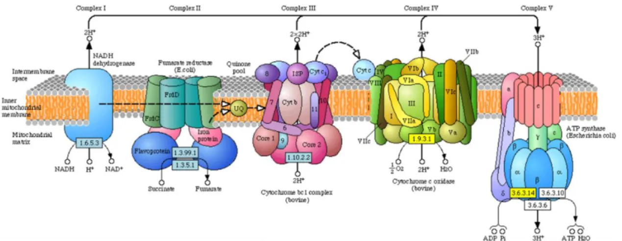 Figure 18 La chaîne de transport d’électrons mitochondriale et ses cinq complexes. 