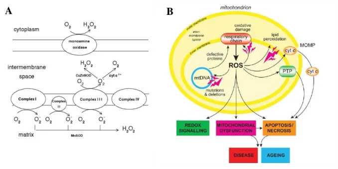 Figure 19 A : Sites de production de l'anion superoxyde au niveau de l'ETC d'après [58]