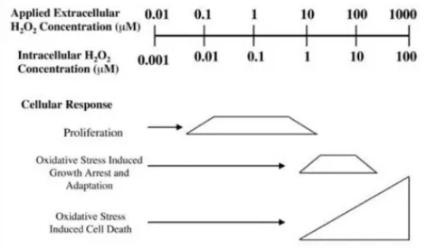 Figure 20 Signalisation cellulaire en fonction de la concentration en peroxyde d'hydrogène, d’après [65]