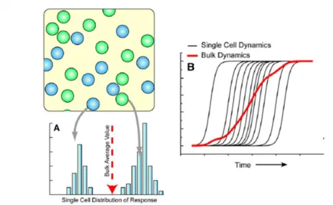 Figure 9 Justification de l'intérêt de l'analyse à l'échelle d'une cellule unique, d'après [23]