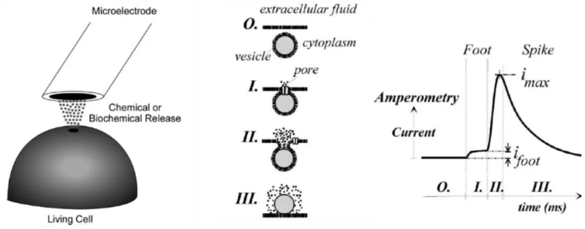 Figure 10 Principe de mesure par la méthode "artificial synapse", d'après [6].