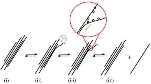 Figure 1.6: The non-covalent functionalization mechanism of nanotube isolation pro- pro-posed by Strano et al.[28]