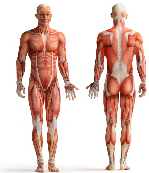Figure 1.2: Unveiled human body. Illustration of the main skeletal muscles constitutive of the human body in the anatomical reference posture