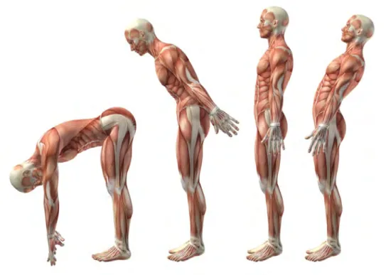 Figure 1.3: Human postures. Four diﬀerent postural conﬁgurations: arched back, lean forward, straight and lean backward.