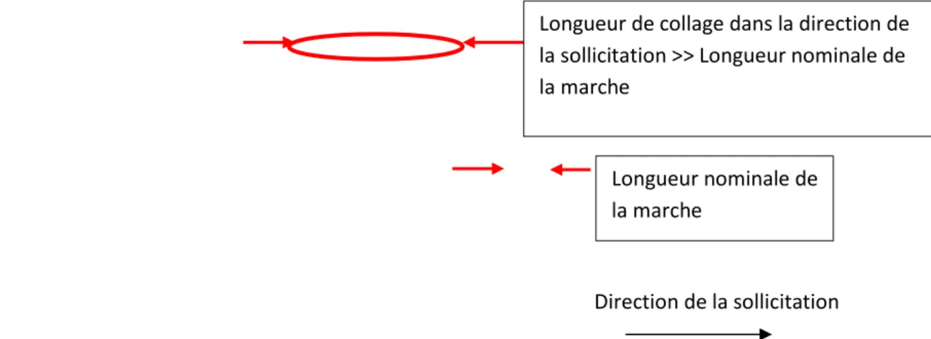 Figure 32: Marche elliptique d'un évaluateur par rapport à la direction de sollicitation 