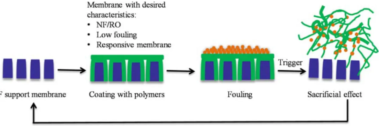 Fig. 1: Schematic representation of the application of a thin polymer film onto a UF support membrane and its subsequent 