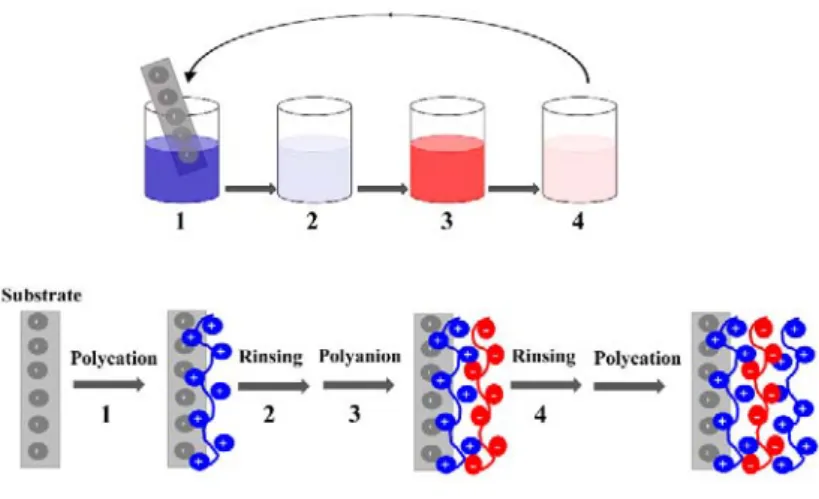 Fig. 2:  Schematic representation of LbL process adsorption of polycation and polyanion on a charged support