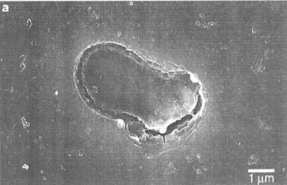 Figure I.5 : Micrographie MEB de la phase Al 2 CuMg et de la crevasse p´eriph´erique