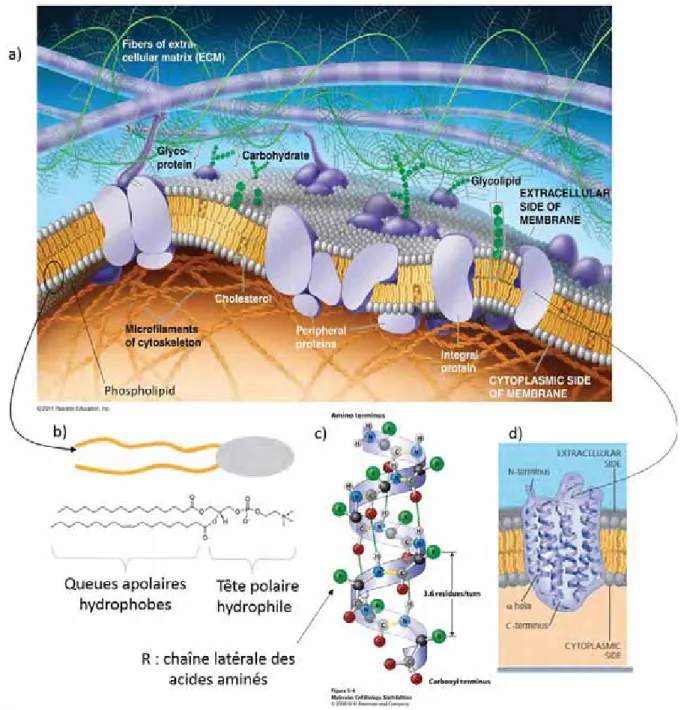 Figure 2 : a) vue en coupe d’une membrane plasmique de cellule animale, tiré de [5]. b) structure d’un  phospholipide  courant :  1-palmitoyl-2-oleoyl-sn-glycero-3-phosphocholine  (POPC),  adapté  d’après  www.avantilipids.com