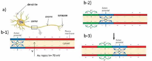 Figure  6 :  a)  schéma  montrant  l’organisation  d’un  neurone,  adapté  d’après  [24]