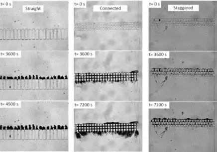 Figure  1.10:  Effect  of  microchannel  geometry  on  the  plugging.  Images  are  taken  at  different times during the filtration (filtration velocity from the top to the bottom) of 5  micrometers latex particles with a volume fraction of 10 -3 