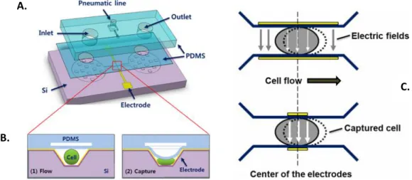 Figure I-13 : Schéma du dispositif, A-Composition des trois couches, B- vue en coupe du canal  microfluidique, capable de piéger une cellule unique, C- Champs électriques 