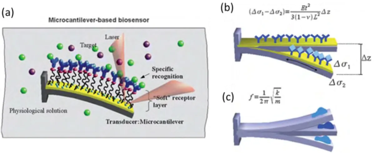 Figure 1.15 Schematic representation of the microcantilever-based biosensor (a) and its operation 