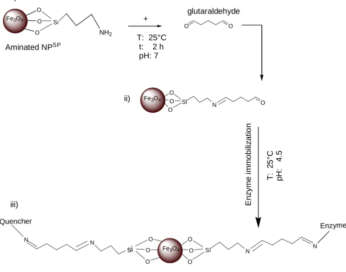 Figur e  2:  Schematic  representation  of:  i)  aminated  NP SP   and  covalent  immobilization  of  glutaraldehyde, ii) NP SP  with terminal aldehyde iii) the covalent immobilization of enzymes on  the glutaraldehyde activated NP SP  to form the Enz SP  
