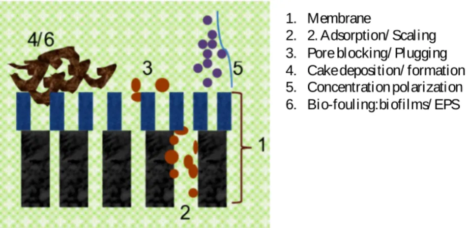 Figur e 3: Illustration of the different types of membrane fouling. 