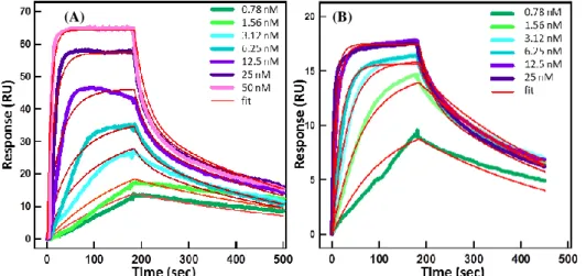 Table 3.3 Reaction  and affinity constants of thrombin interaction with HD1, NU172 and HD22  aptamers