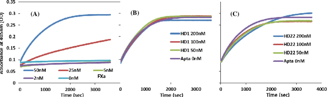 FIGURE 3.14 kinetics of chromogenic substrate cleavage by thrombin activated form100 nM prothrombin in the  presence 2, 5, 25 and 50 nM FXa.(A), or 50 nM FXa and 50, 100, 200 nM HD1 (B) or HD22(C) 
