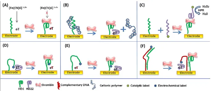 FIGURE 1.18 Aptamer-based electrochemical assays for thrombin detection. The presence of thrombin  sterically (A) shields or (B) enables electron transfer to electrode; (C) Secondary reporting aptamer, upon  binding to captured thrombin in the sandwich for