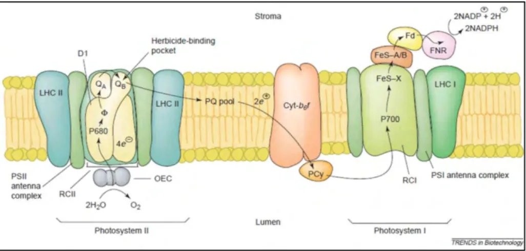 Figure 2.2. Schematic representation of the photochemical complexes situated in the thylakoid membrane and their  cooperation for NADPH and ATP production (Giardi and Pace, 2005)