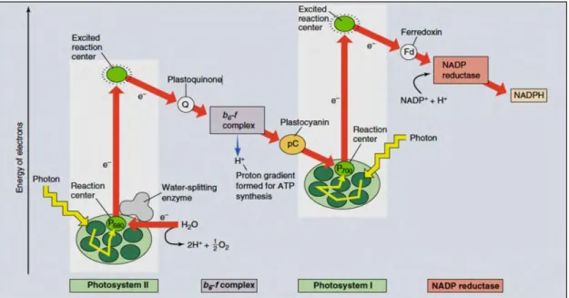 Figure 2.3. Z-scheme representing the light-dependent reactions of photosynthesis procedure (Raven and Johnson, 2002)