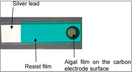 Figure 2.5. Algal based biosensor developed by Shitanda et.al for the detection of Diuron