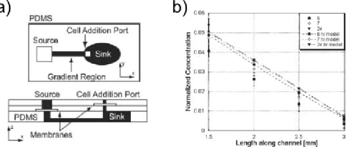 Figure 2.17  a) Puce microuidique permettant la réalisation d'un gradient 1D stationnaire b) Graphique présentant le gradient de concentration dans la canalisation (expérimental et  simula-tion) [25].