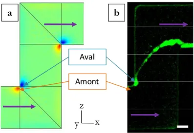 Figure I-10 : Comparaison entre la simulation numérique des flux secondaires (a)  et le résultat expérimental de la formation de panaches (b) (Rusconi, 2010)