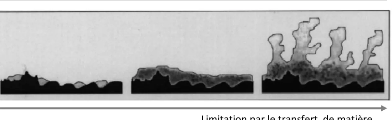 Figure I-2 : Représentation schématique de la forme d'un biofilm en fonction des contraintes de cisaillement  et du transfert de matière (Van Loosdrecht et al., 2002) 