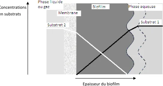 Figure I-4 : Schéma du transfert de matière des substrats en contre-diffusion dans un réacteur à biofilm sur  membrane 