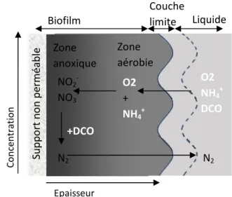 Figure  I-14  :  Stratification  en  deux  zones  (aérobie  et  anoxique)  sur  l'épaisseur  du  biofilm  pour  une  nitrification et dénitrification simultanée  
