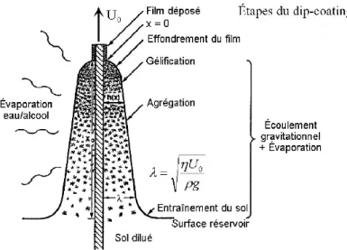 Figure I-2 Schéma illustrant, le drainage et l’évaporation lors de la remontée du  substrat pendant lors d’un procédé de dip-coating [2] 
