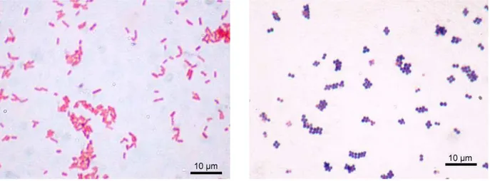 figure II.2 : Observation au microscope optique de bactéries après coloration de Gram