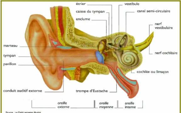 Figure 2 : L'oreille humaine. 