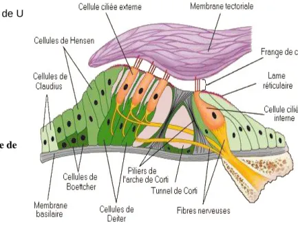 Figure 5 : Coupe schématique de  l'organe de Corti. 