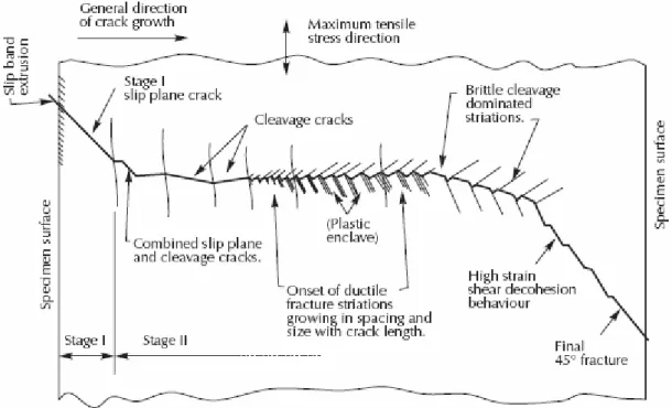 Figure 1-3 Représentation schématique des stades I et II de propagation  des fissures de fatigue sur un alliage AlZnMg [Forsyth 63] 