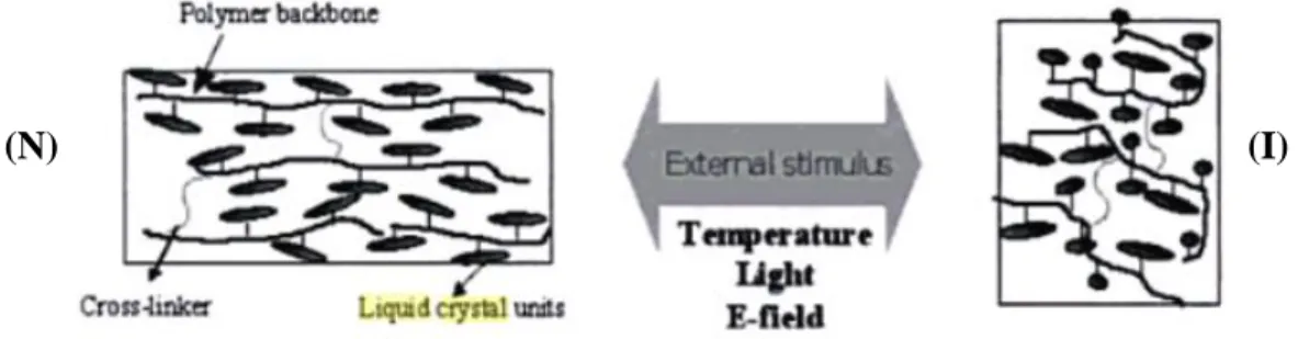 Figure 1.7. Représentation schématique des LCEs greffés dans un polymère dans un  état  aligné (N)  et dans un état isotrope (I)  [21]