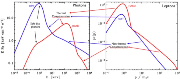 Figure 2.7: The distributions for Cyg X–1 HS (red line) and SS (blue line) spectra. In the left panel is shown the photon distribution in the corona
