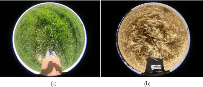 Figure 2. 12 : Photos hémisphériques pour des mesures de LAI: a) lors du semis et b) lors  l’épiaison 