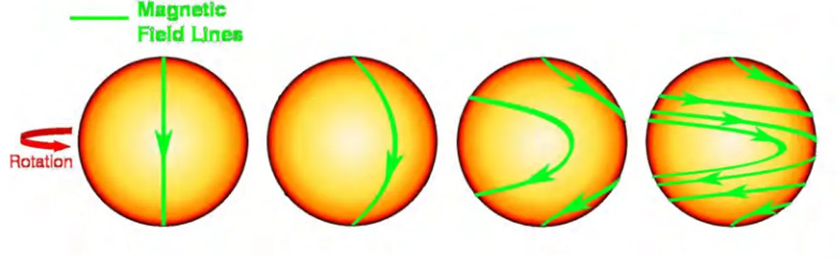 Figure 2.1 – Schématisation de l’eﬀet Ω. Une ligne de champ poloïdal gelée dans le plasma (ﬁgure de gauche) est déformée par la rotation diﬀérentielle créant une composante toroïdale du champ qui croît dans le temps (ﬁgures de droite)